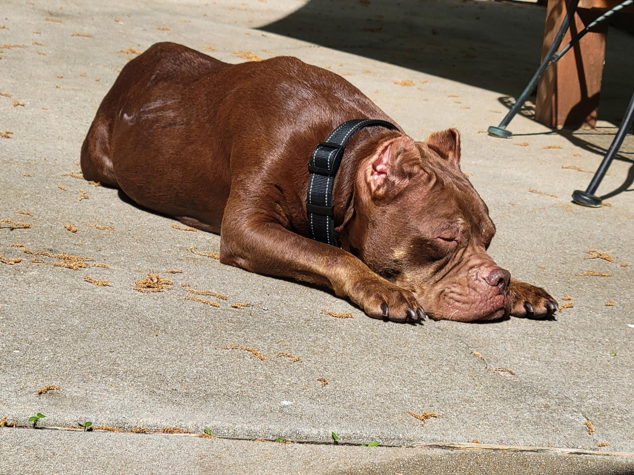 Enlarge Winnie , a ADOPTABLE mixed breed in Myrtle Beach, SC image 6/6