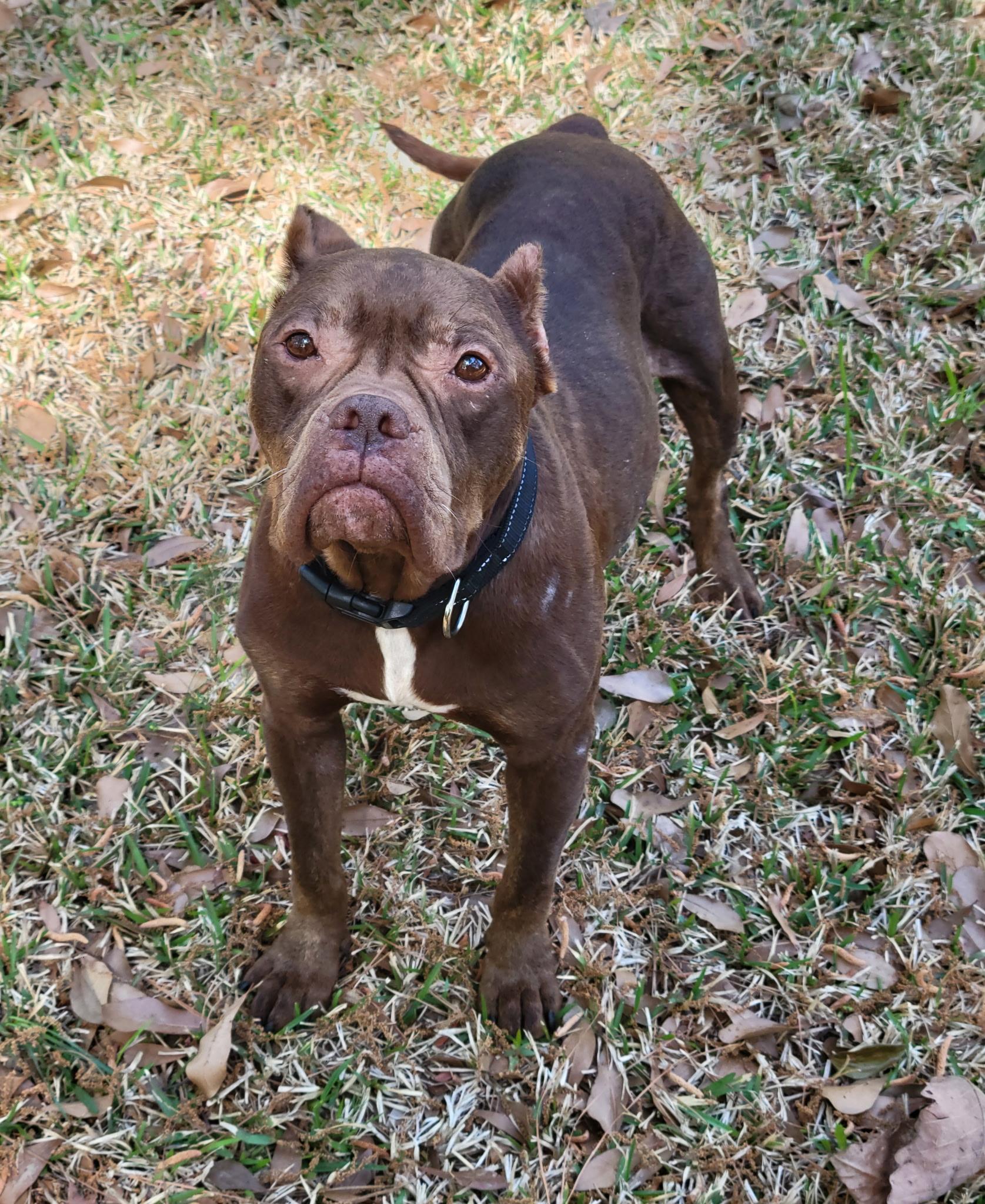 Enlarge Winnie , a ADOPTABLE mixed breed in Myrtle Beach, SC image 5/6