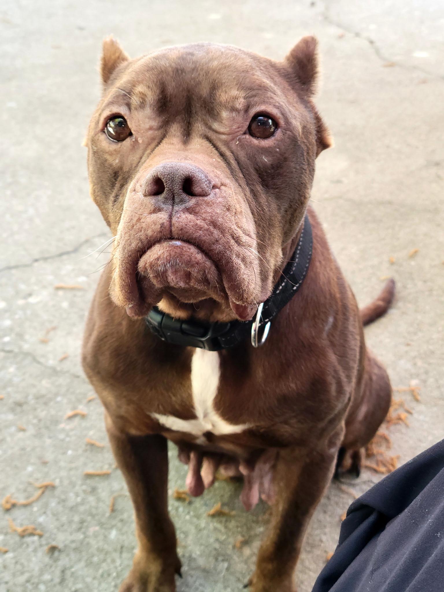 Enlarge Winnie , a ADOPTABLE mixed breed in Myrtle Beach, SC image 3/6