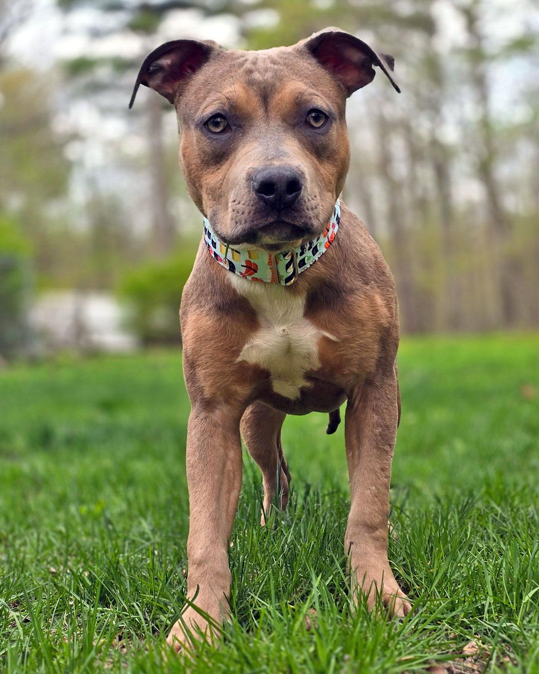 Egg Roll, Adopted, Young Male Pit Bull Terrier.
