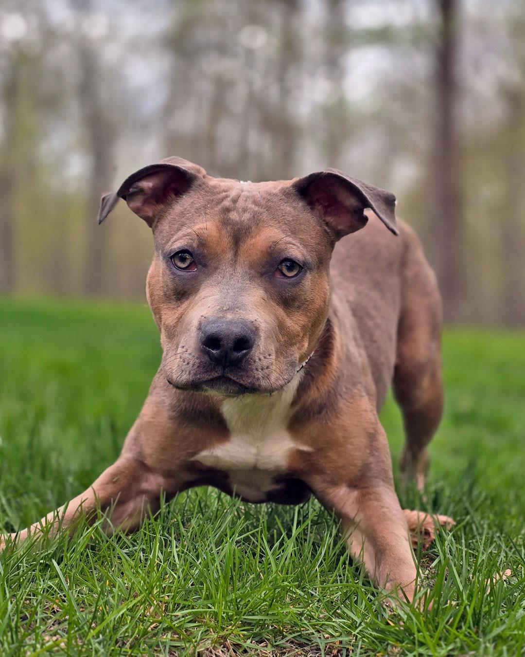 Enlarge Egg Roll, a Adopted Pit Bull Terrier in Westminster, MA image 2/3