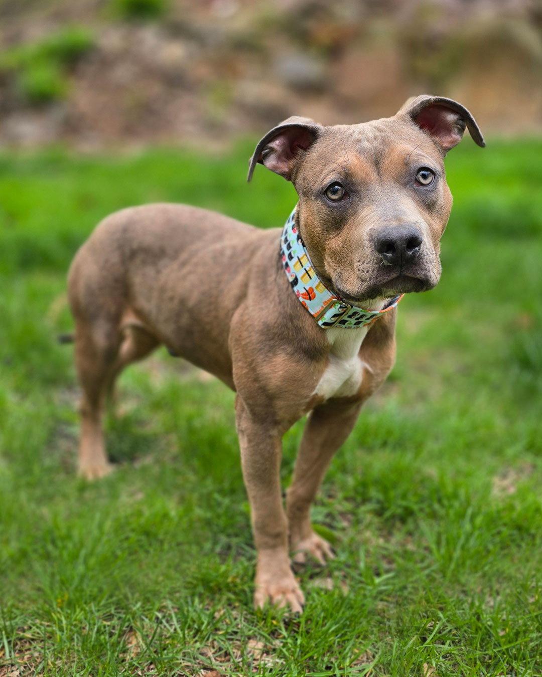 Enlarge Egg Roll, a Adopted Pit Bull Terrier in Westminster, MA image 3/3
