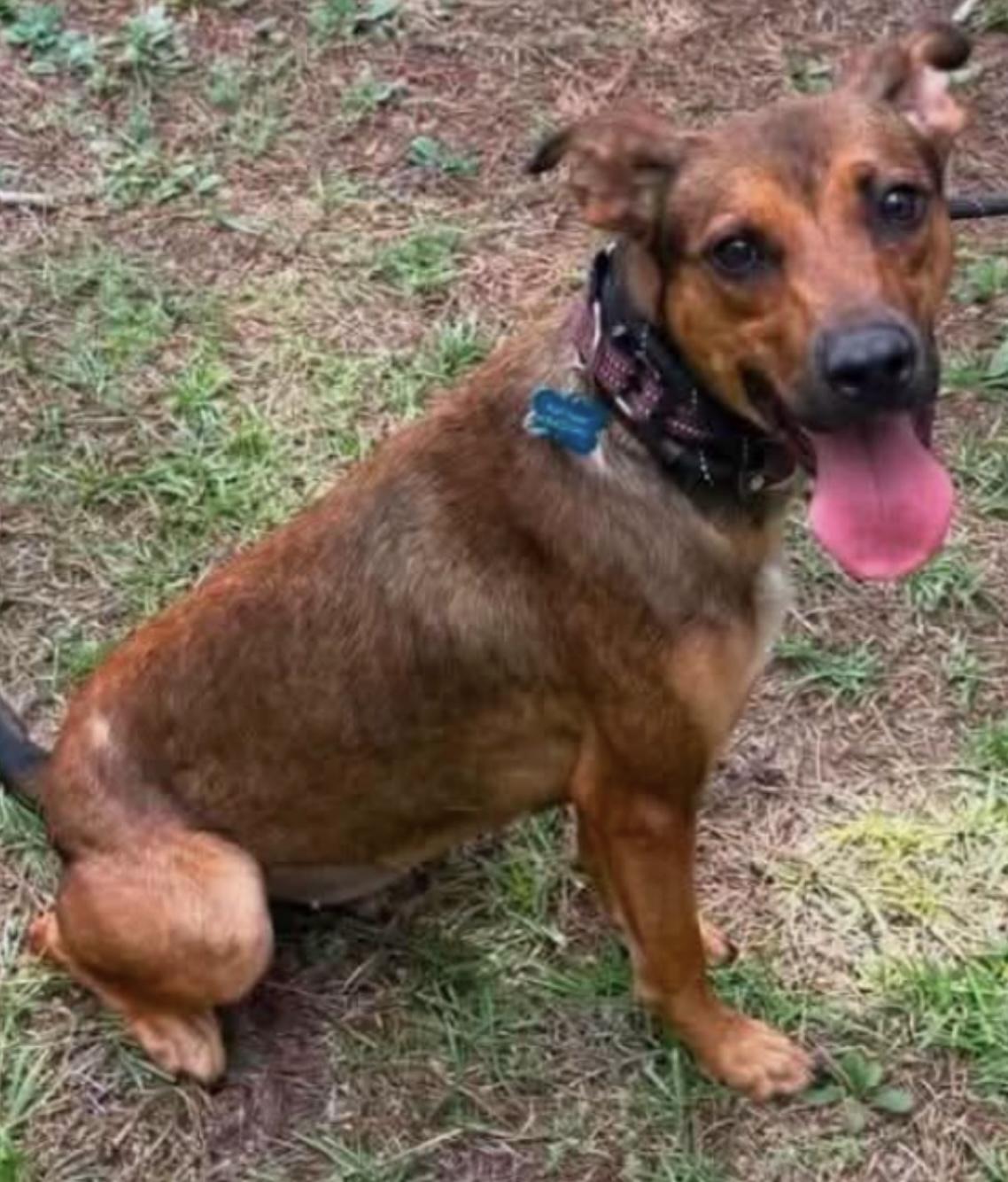 Enlarge Sesame, a Adoptable mixed breed in Parma, OH image 1/1