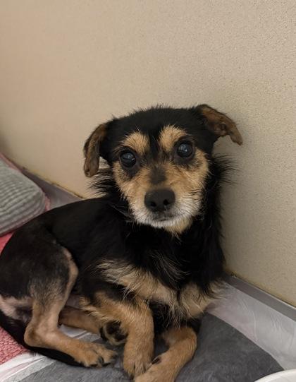 Fluffy, Adoptable, Adult Male Chihuahua & Mixed Breed.