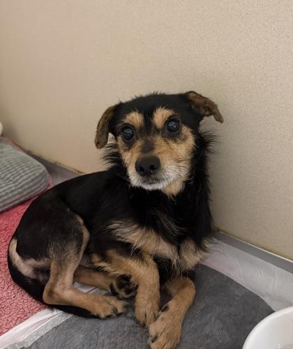 Fluffy, a Adoptable mixed breed in Burlington, WA image 2/2