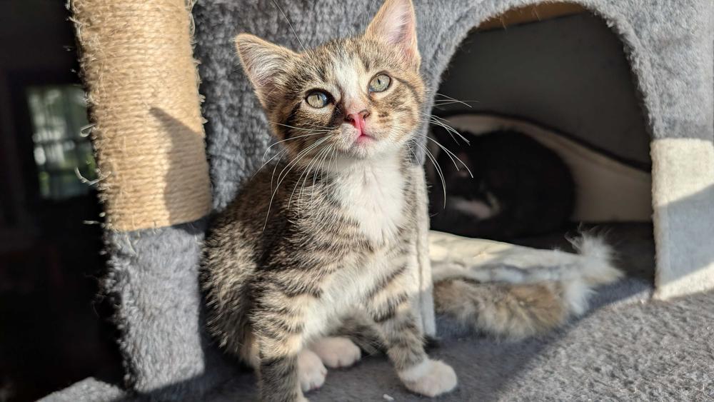 **Cat Cafe** Handful, Adopted, Kitten Male Domestic Short Hair.