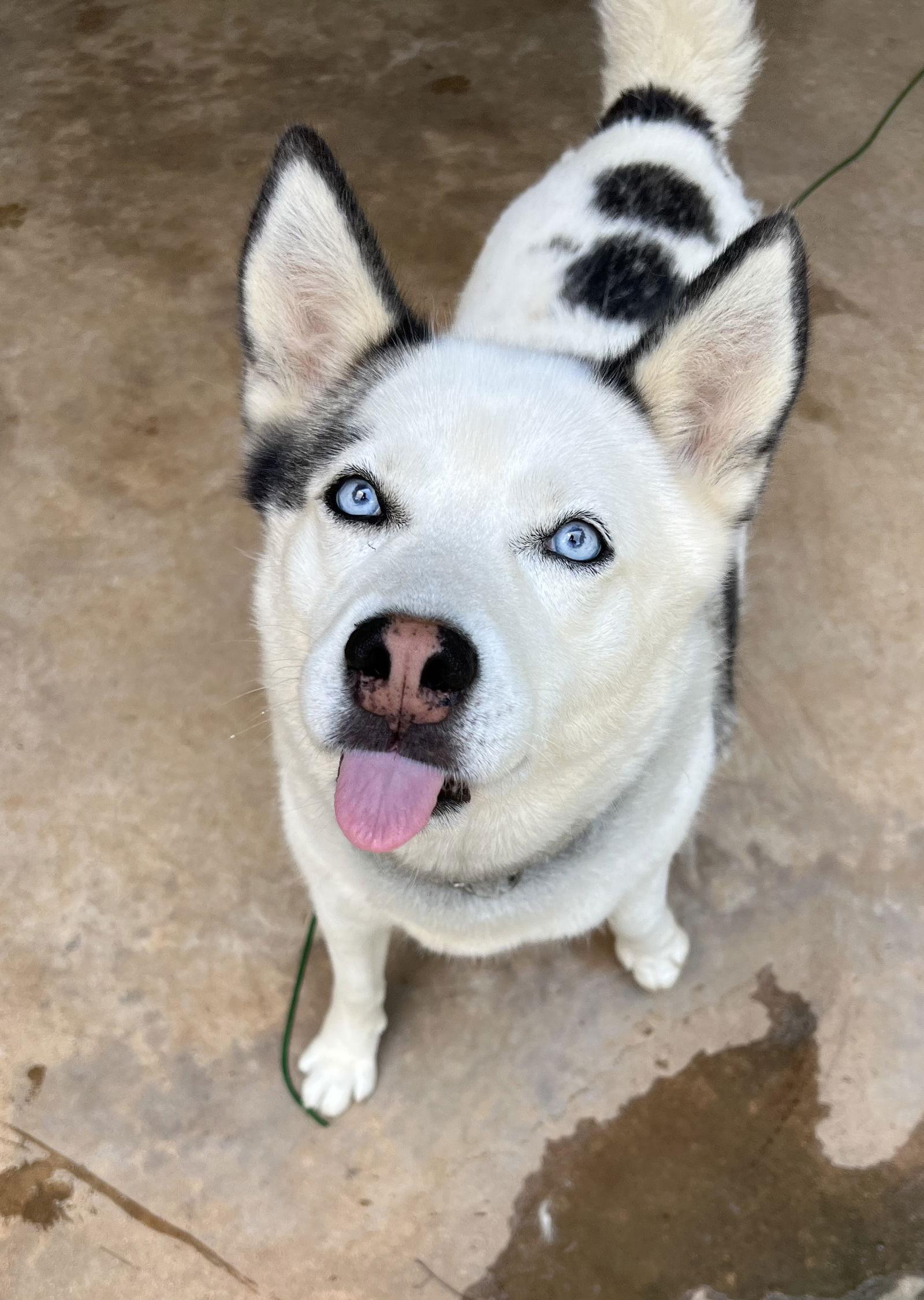 Resa, Adoptable, Adult Female Siberian Husky & Alaskan Malamute.
