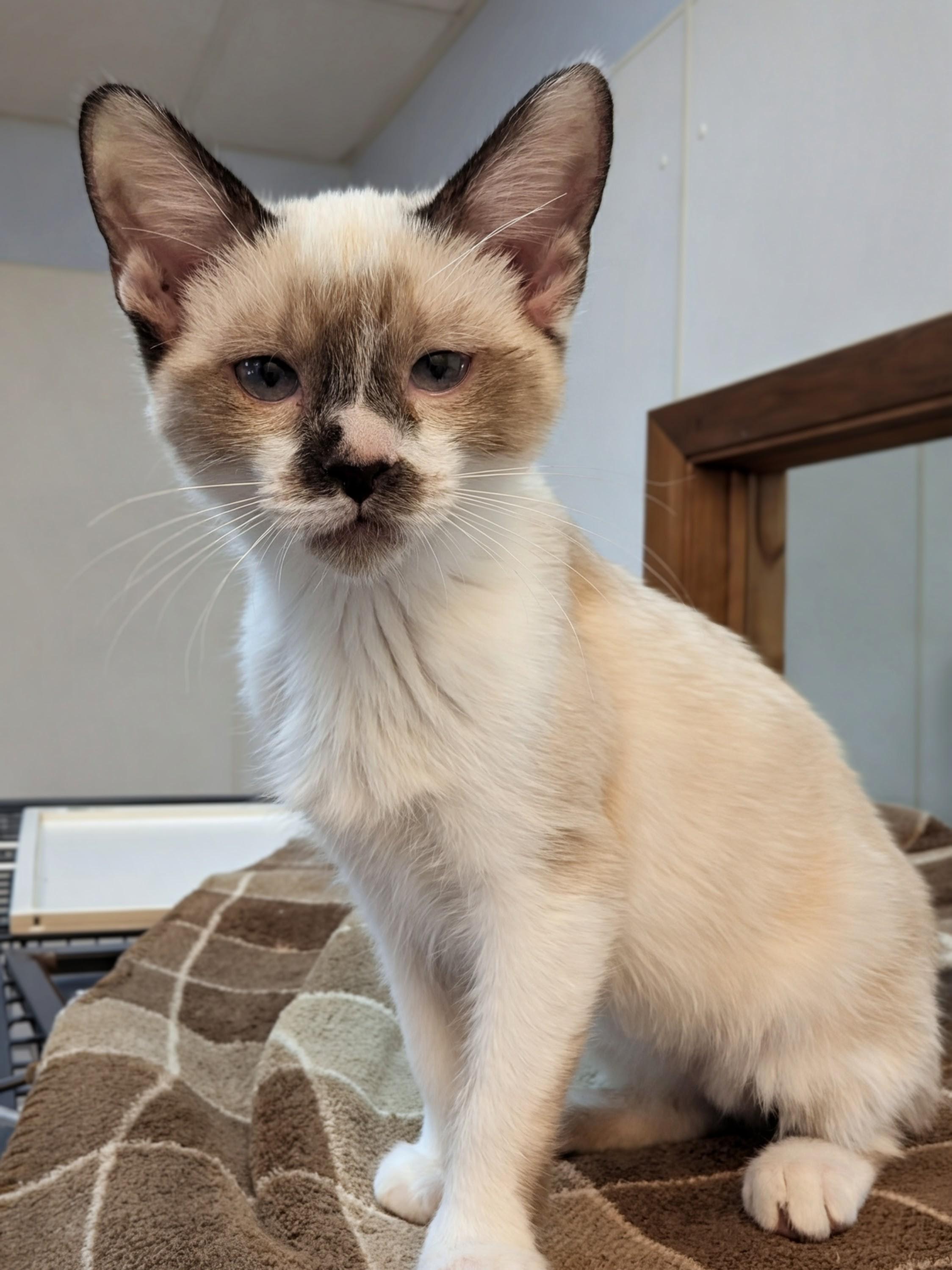 Rhetta, an adoptable Domestic Short Hair, Snowshoe in Decatur, IL, 62526 | Photo Image 1