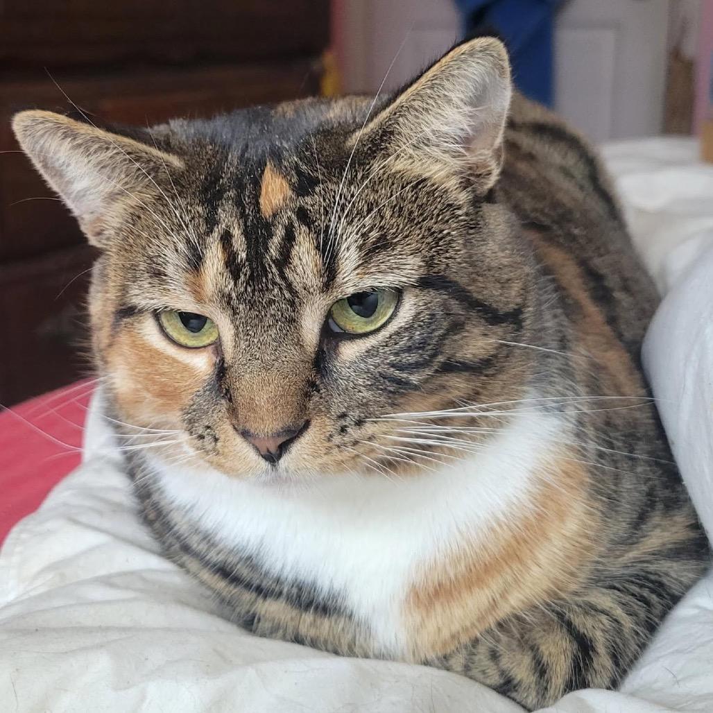 Sweetie Pie, Adoptable, Adult Female Domestic Short Hair.