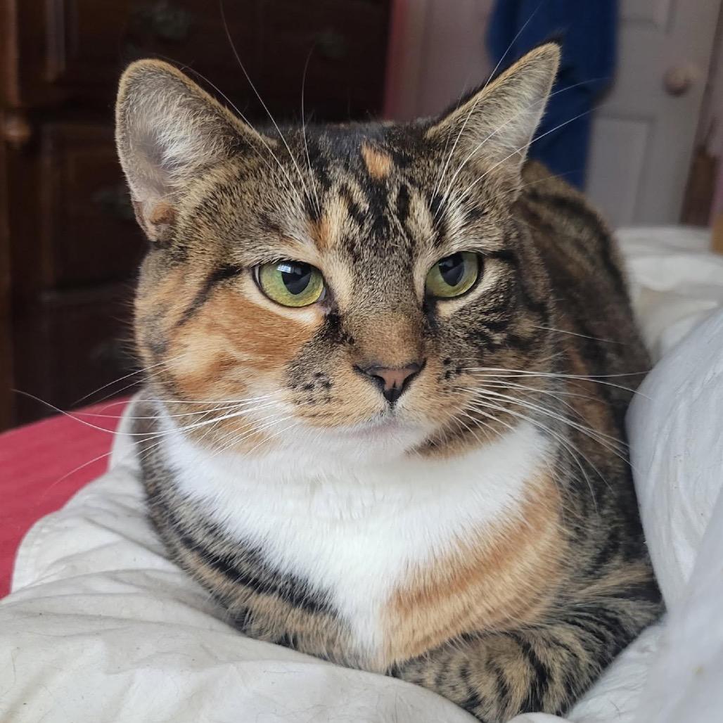 Sweetie Pie, a Adoptable Domestic Short Hair in Harrisonburg, VA image 2/4