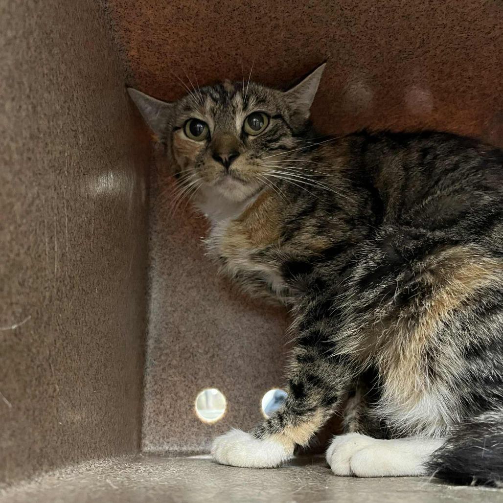 Enlarge Sweetie Pie, a Adoptable Domestic Short Hair in Harrisonburg, VA image 1/2