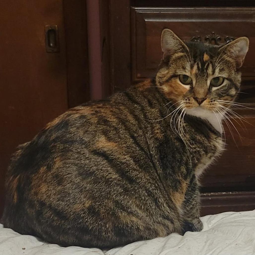 Sweetie Pie, a Adoptable Domestic Short Hair in Harrisonburg, VA image 3/4