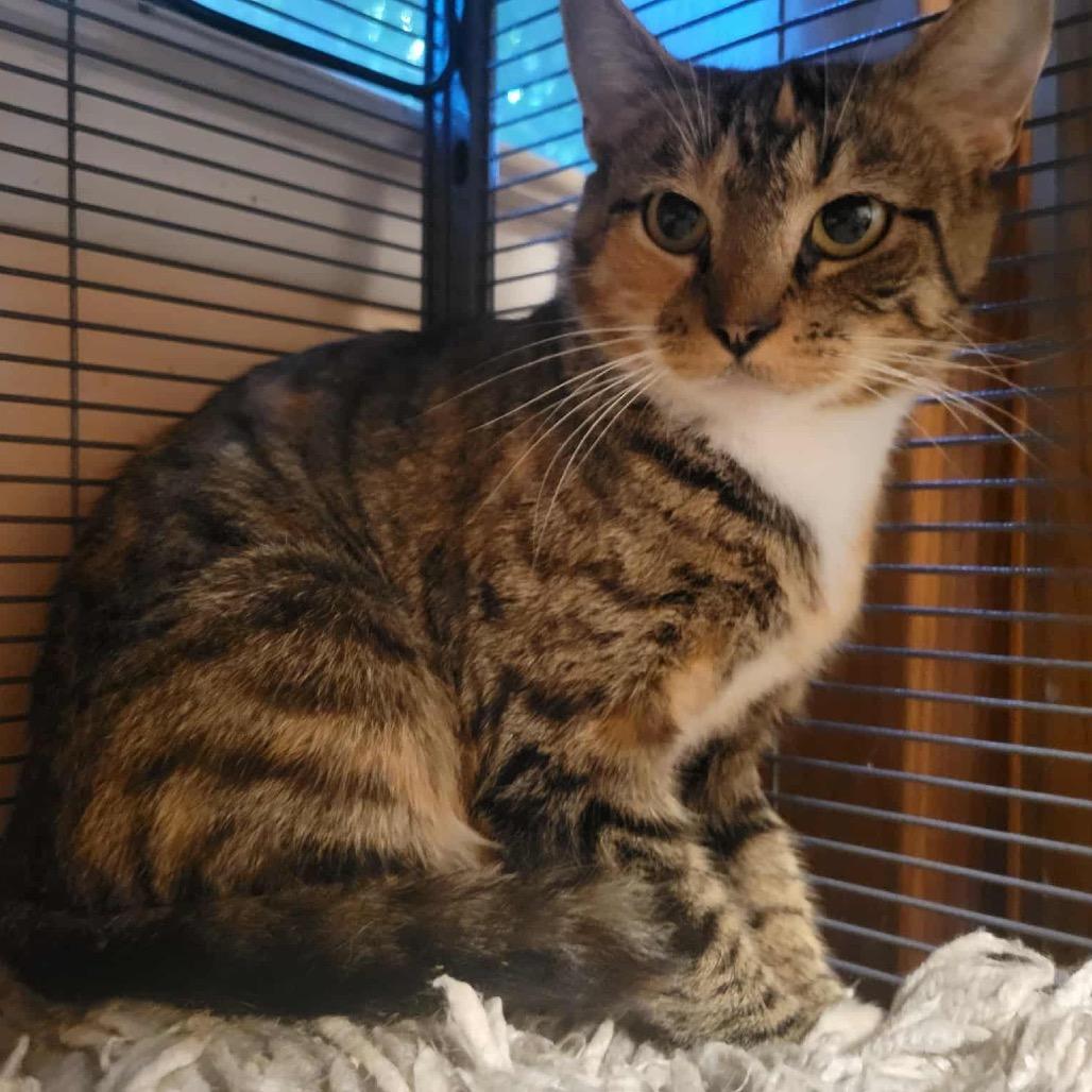 Enlarge Sweetie Pie, a Adoptable Domestic Short Hair in Harrisonburg, VA image 2/2