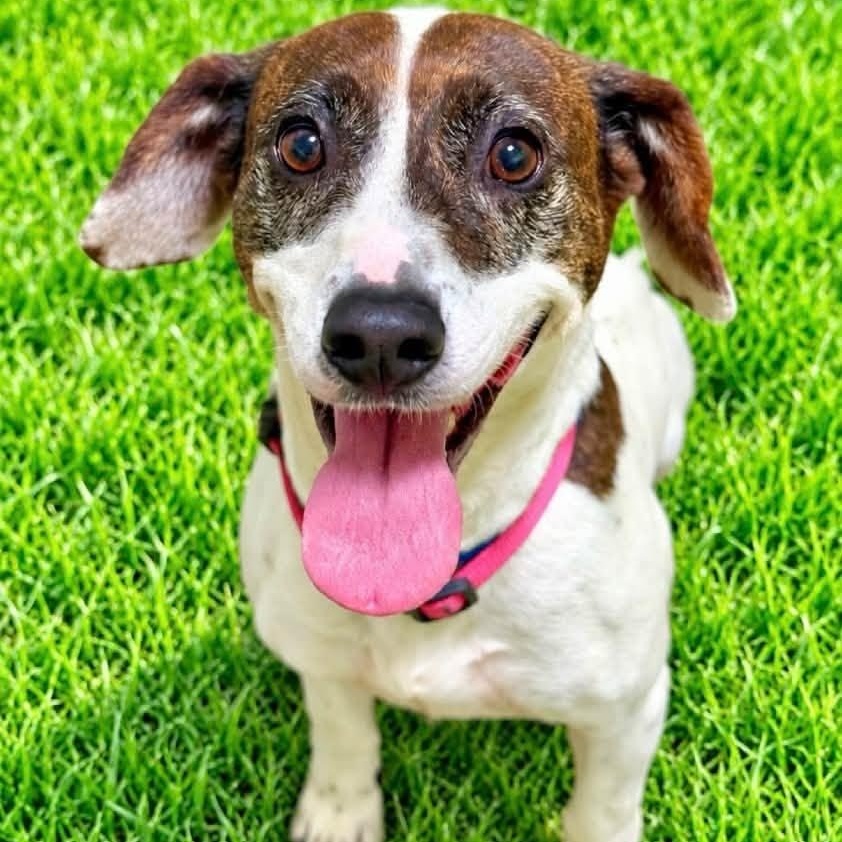 Roci, Adoptable, Adult Female Hound.