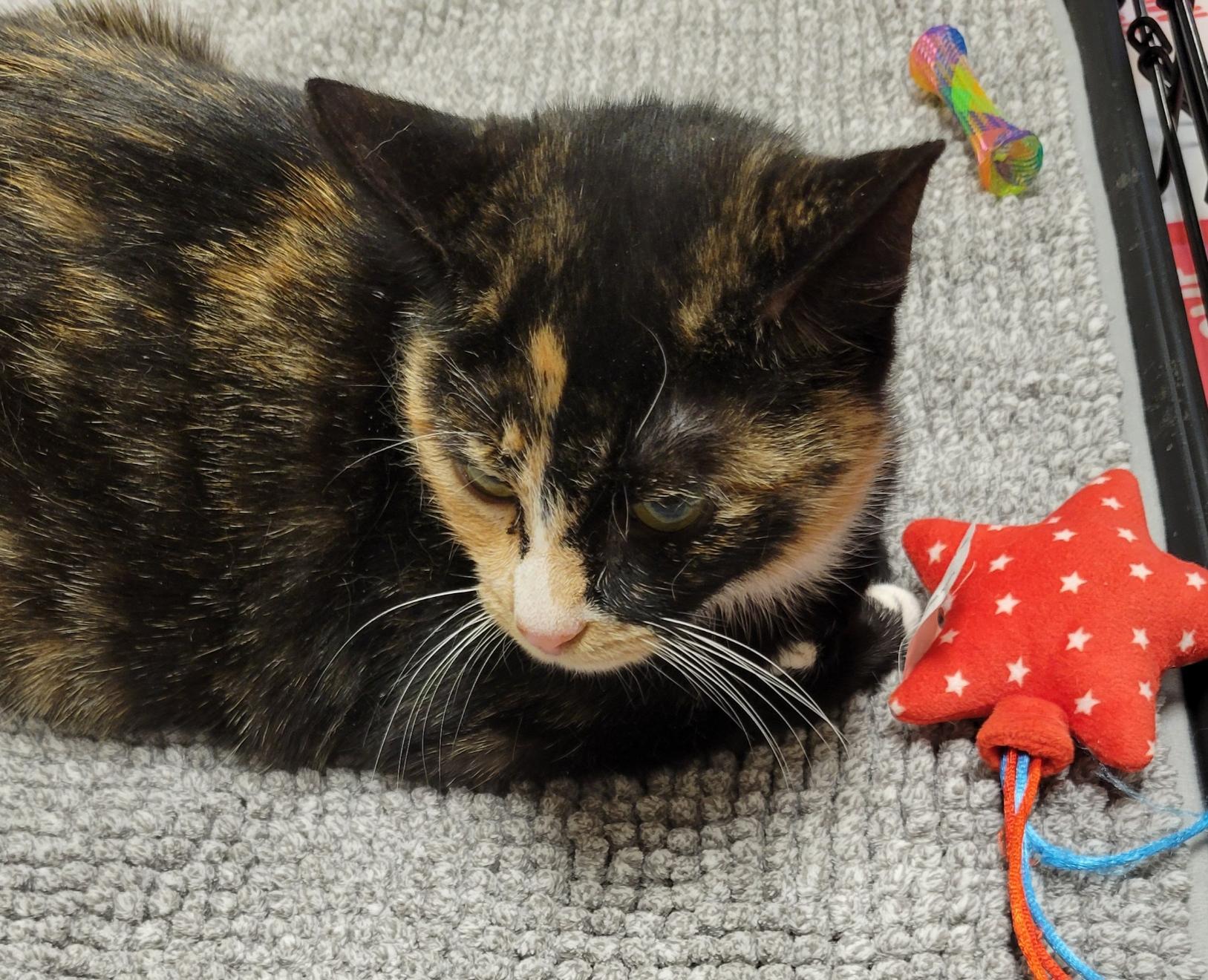 Midge, a Adoptable Domestic Short Hair in Green Brook, NJ image 2/3