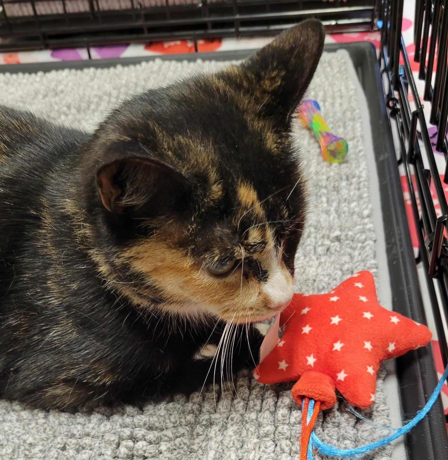 Midge, a Adoptable Domestic Short Hair in Green Brook, NJ image 3/3