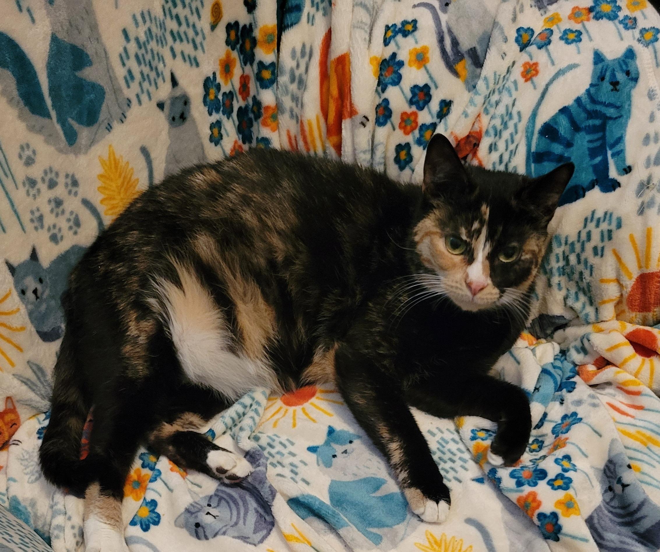 Midge, Young Female Domestic Short Hair