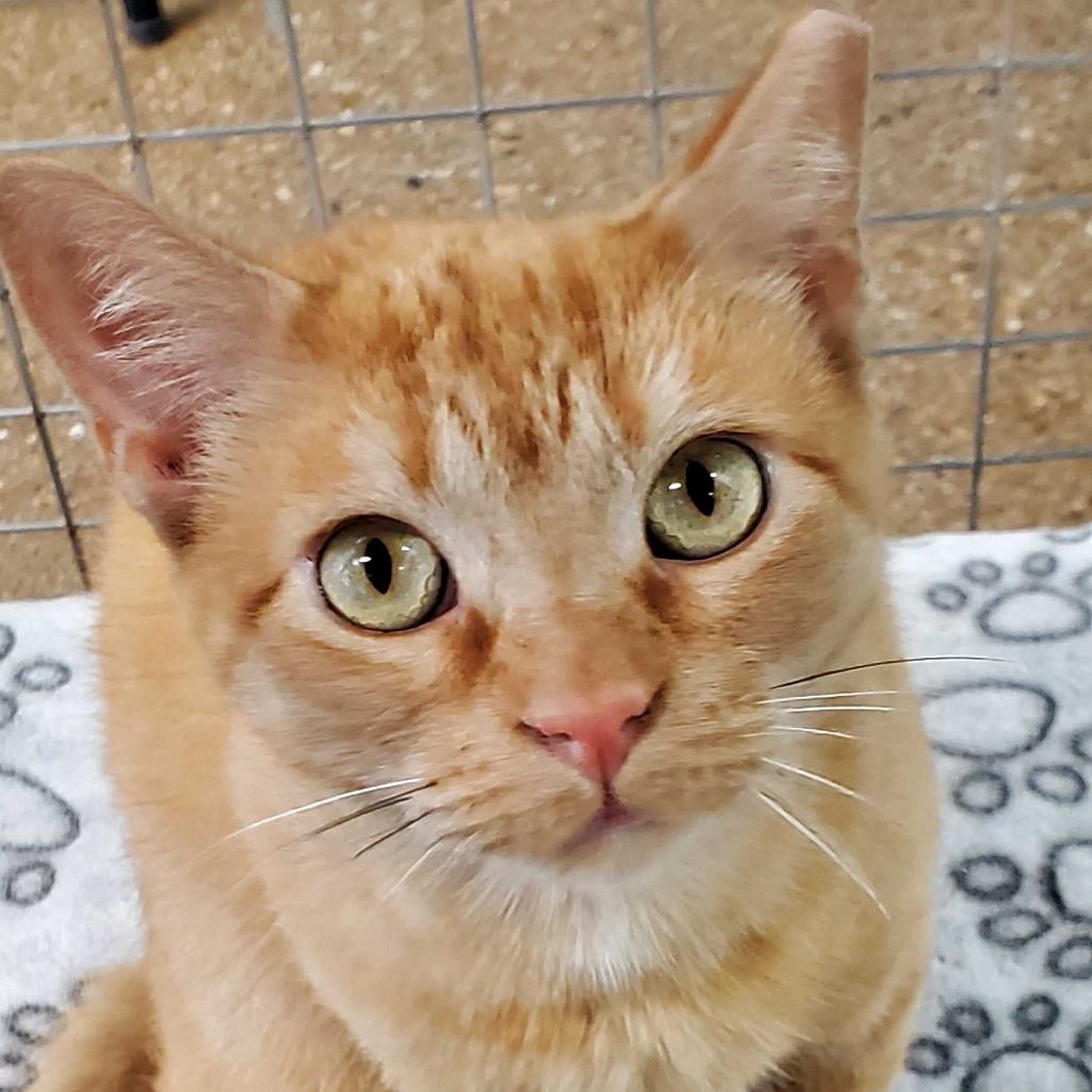 Vera, Adoptable, Adult Female Domestic Short Hair.