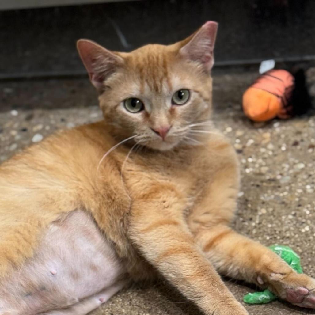 Vera, a Adoptable Domestic Short Hair in Skokie, IL image 2/6