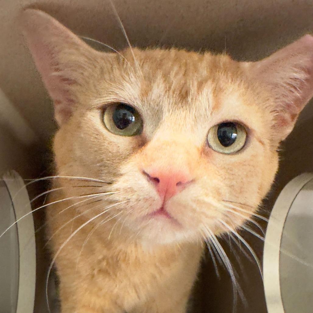 Vera, a Adoptable Domestic Short Hair in Skokie, IL image 3/6