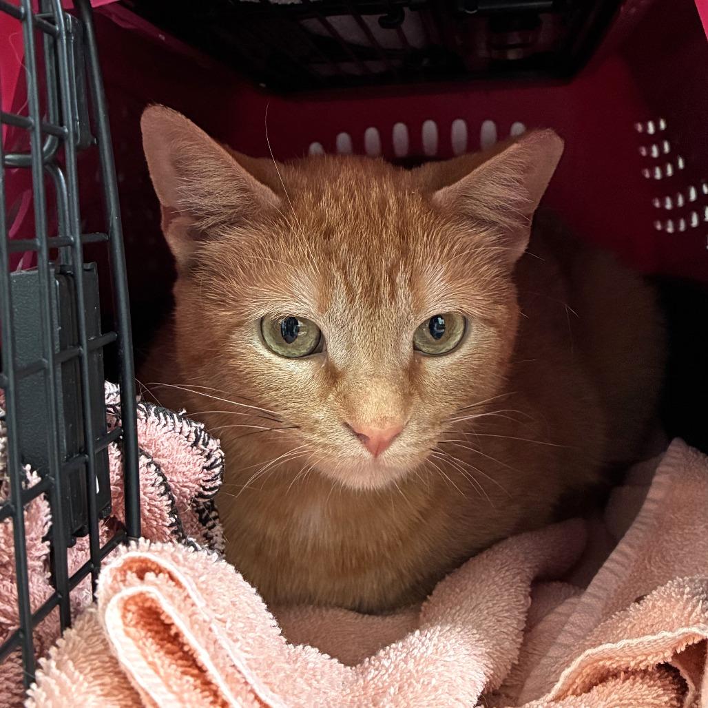 Vera, a Adoptable Domestic Short Hair in Skokie, IL image 4/6