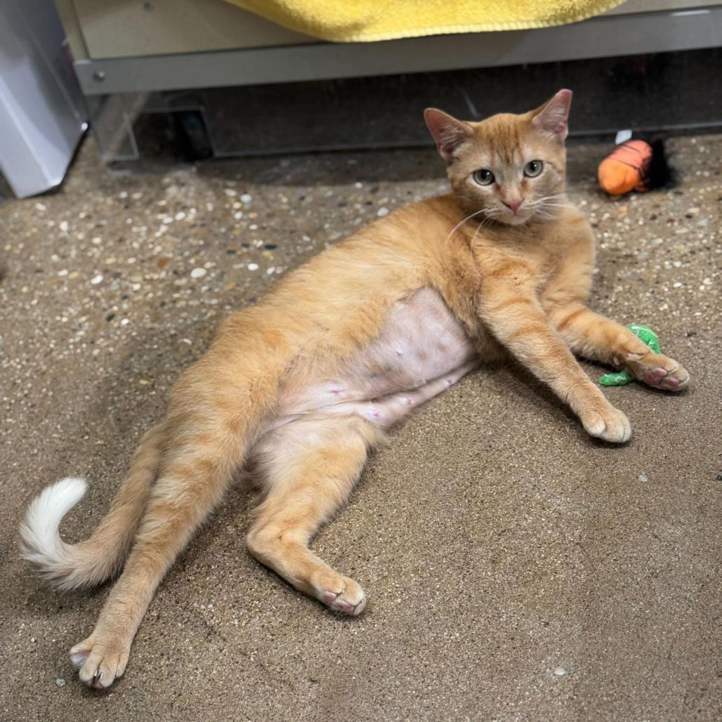 Vera, a Adoptable Domestic Short Hair in Skokie, IL image 5/6