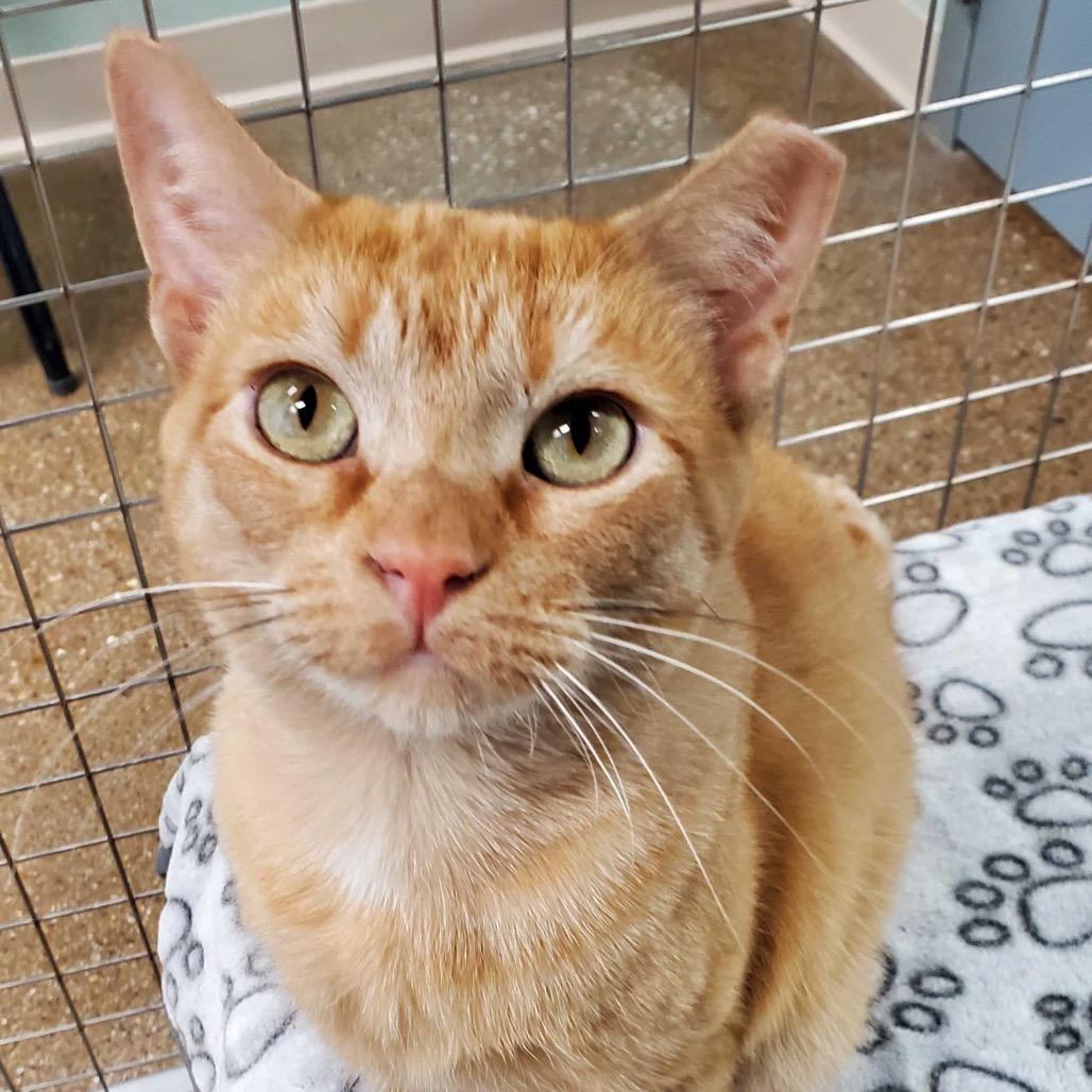 Vera, a Adoptable Domestic Short Hair in Skokie, IL image 6/6