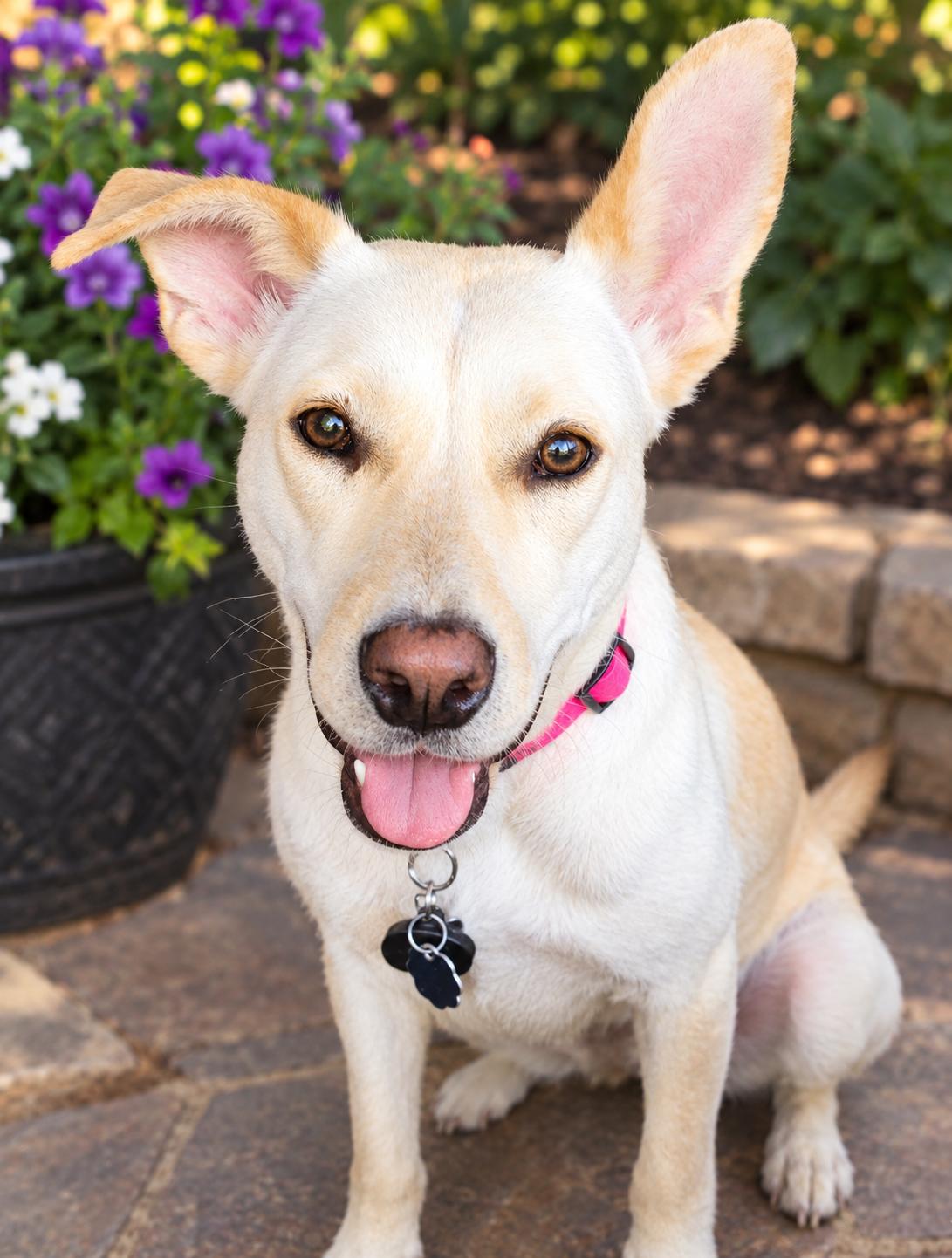 Opal, Adoptable, Young Female Mixed Breed.
