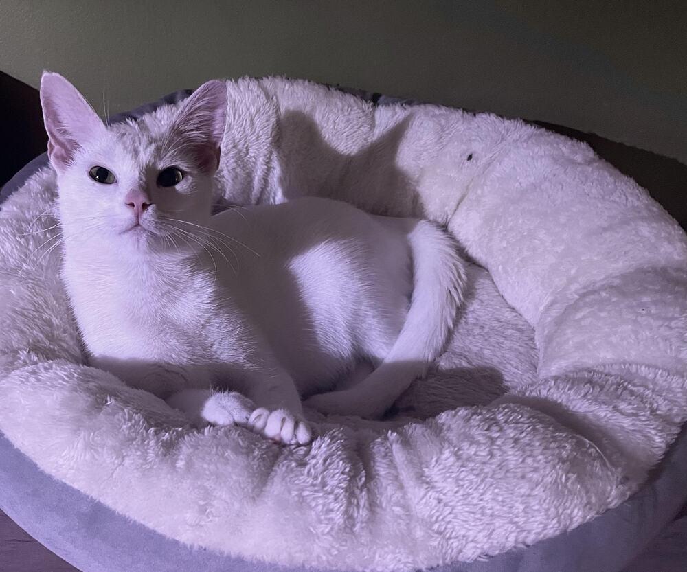 Roo, Adoptable, Kitten Female Domestic Short Hair.