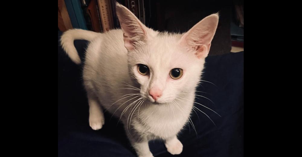 Roo, a Adoptable Domestic Short Hair in Greensboro, NC image 2/3