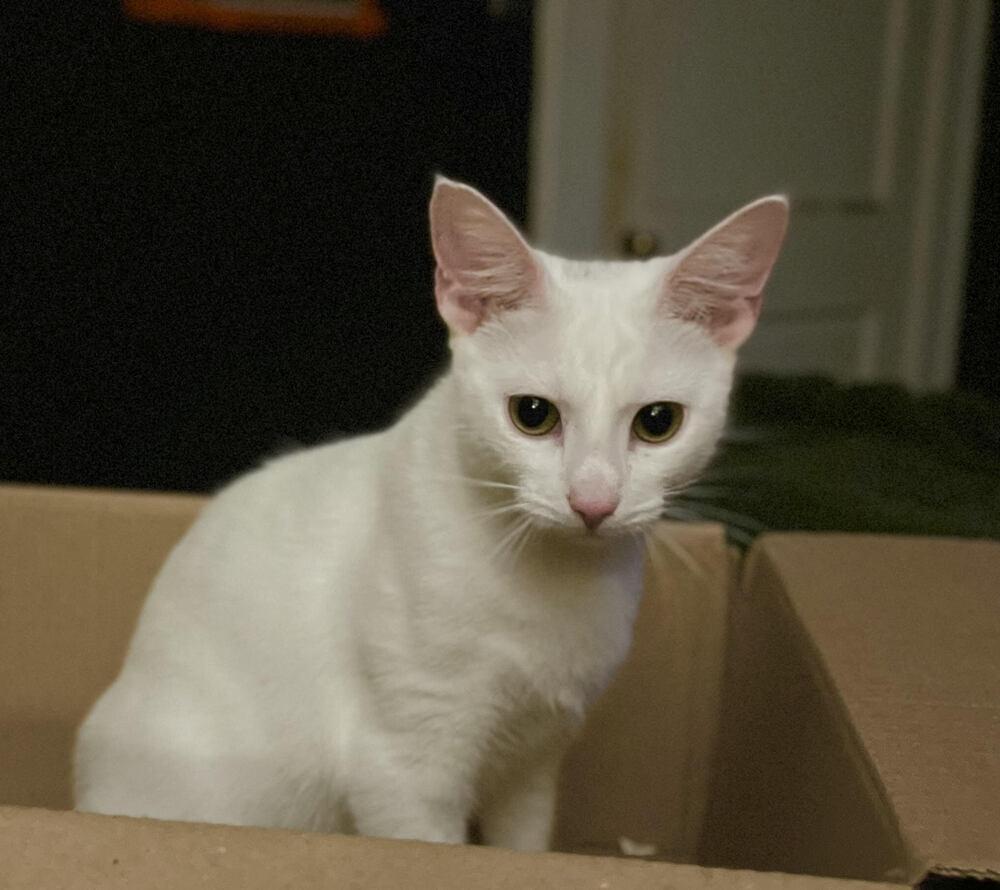 Roo, a Adoptable Domestic Short Hair in Greensboro, NC image 3/3