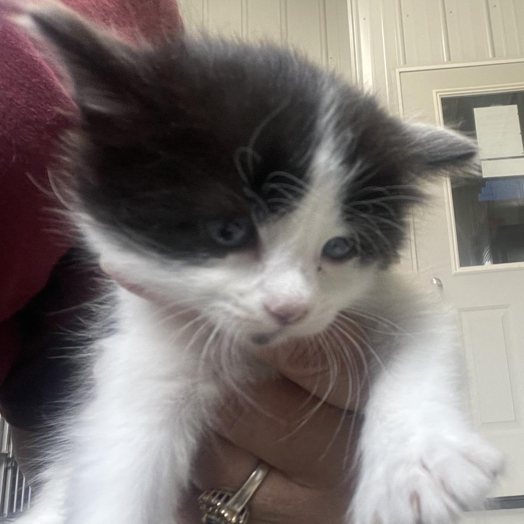 Enlarge Daffodil, a Adoptable Extra-Toes Cat / Hemingway Polydactyl in Buffalo, WY image 1/1