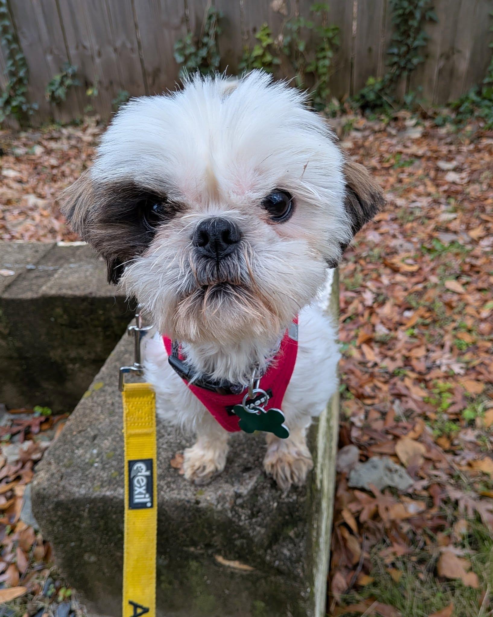 Jeffrey, a ADOPTABLE mixed breed image 1/3