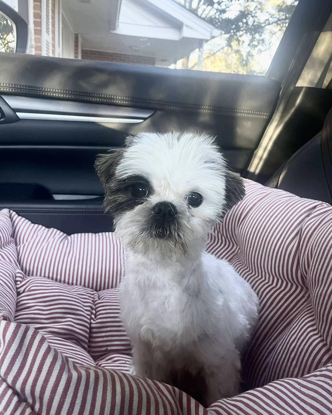 Jeffrey, a ADOPTABLE mixed breed image 2/3