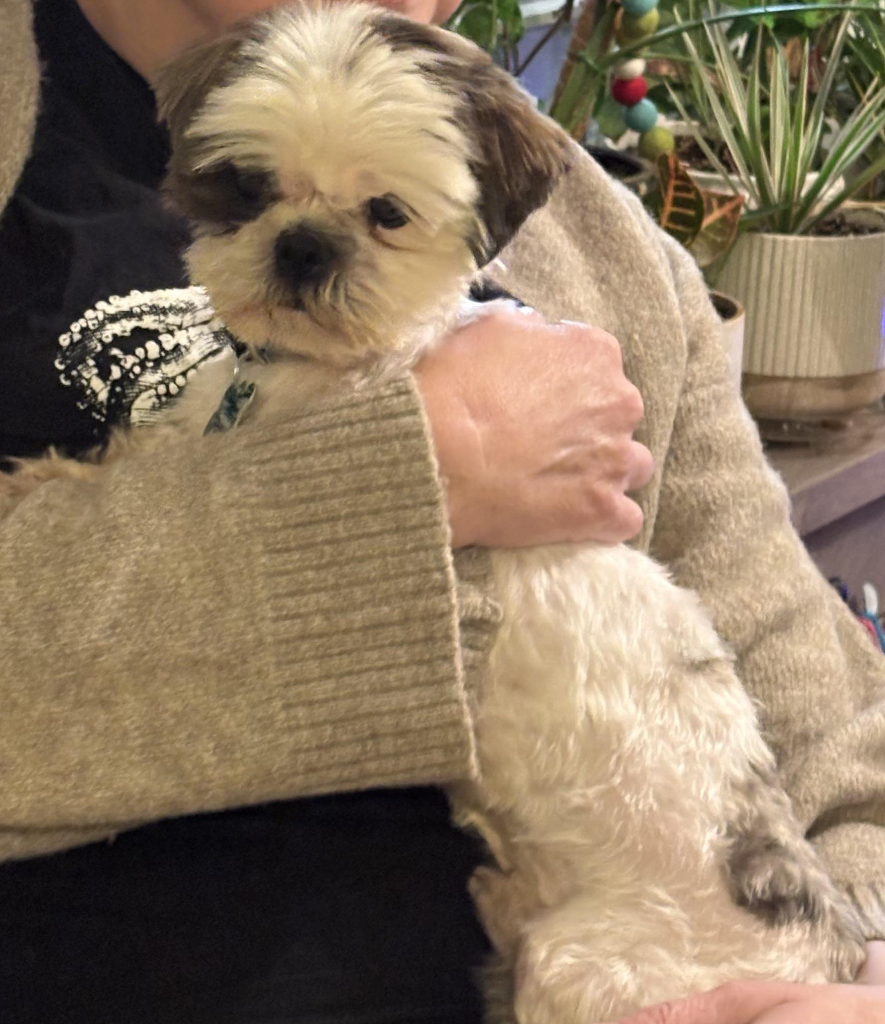 Jeffrey, a ADOPTABLE mixed breed image 3/3