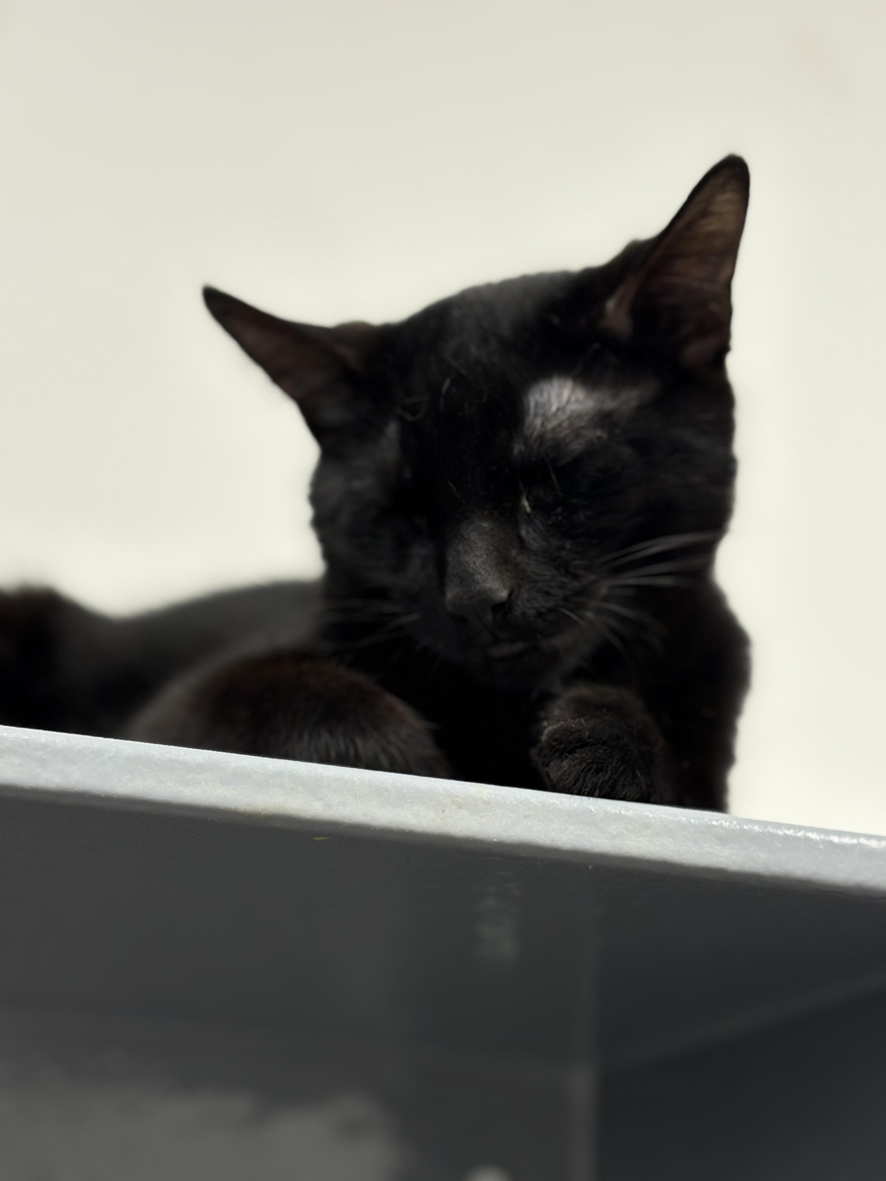 Crab Rangoon, Adoptable, Kitten Male Domestic Short Hair.