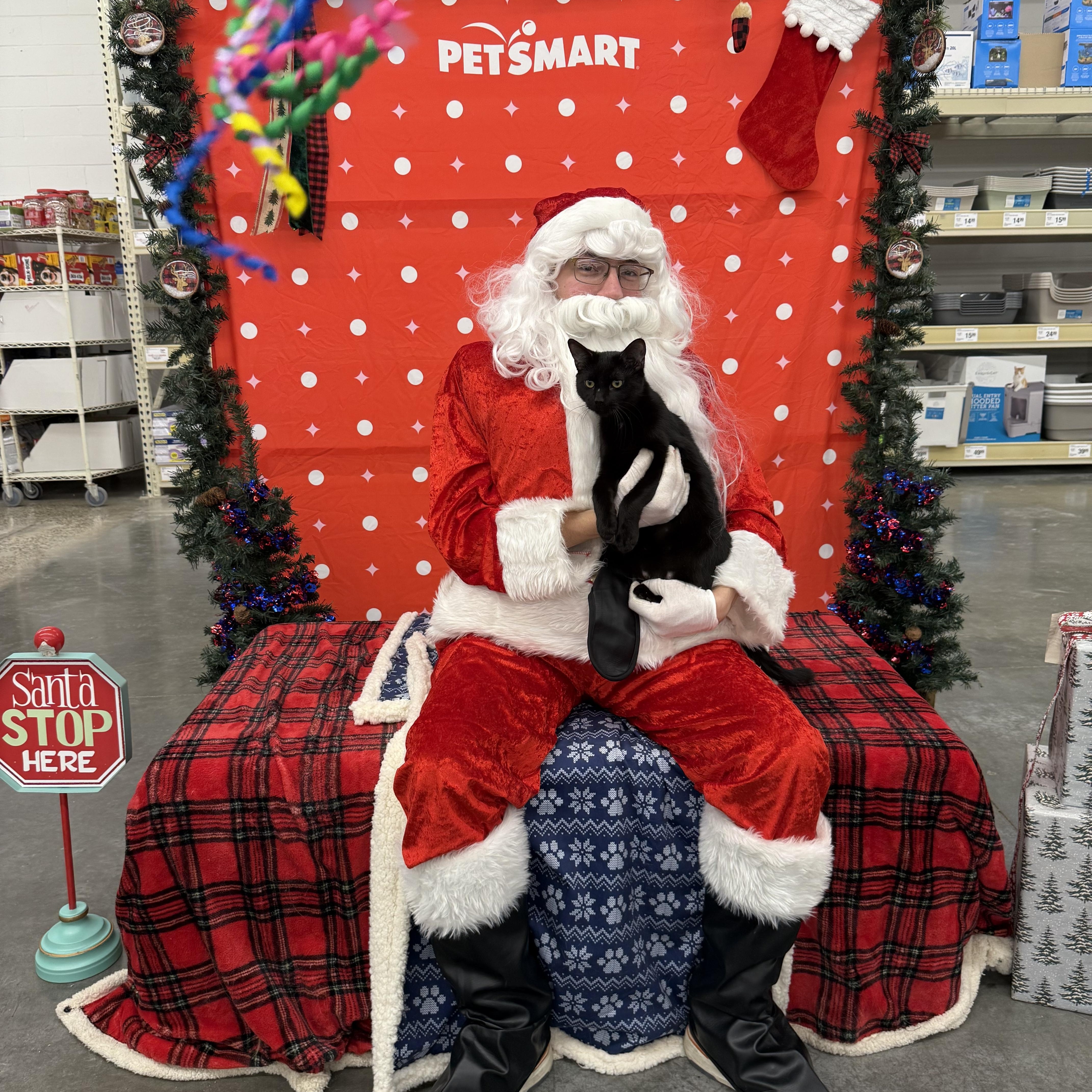 Enlarge Crab Rangoon, a Adoptable Domestic Short Hair in Zimmerman, MN image 2/3