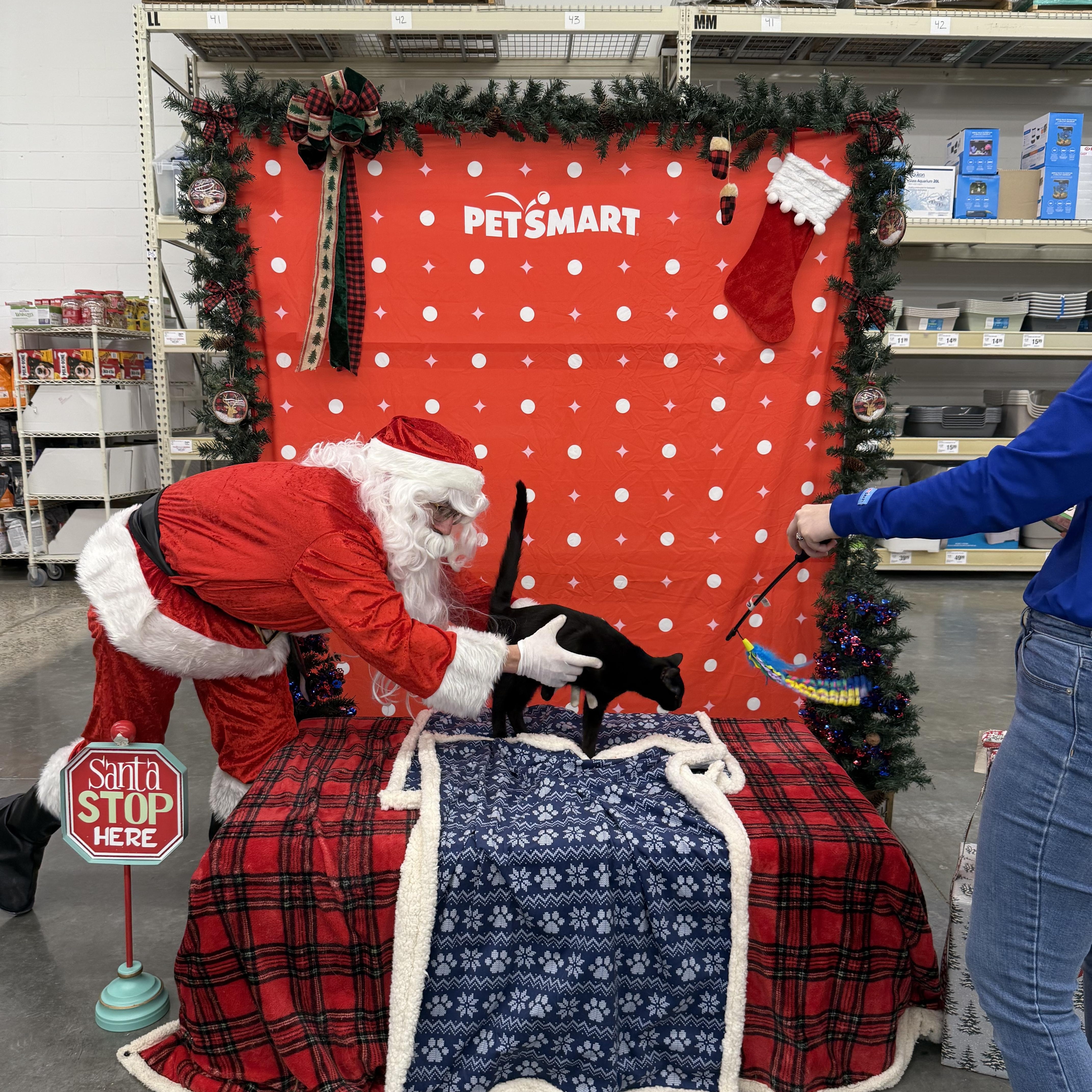 Enlarge Crab Rangoon, a Adoptable Domestic Short Hair in Zimmerman, MN image 3/3