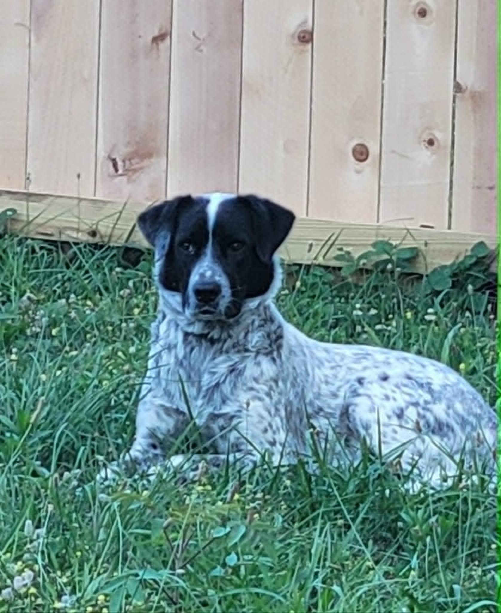 Lily, ADOPTABLE, Young Female Australian Cattle Dog / Blue Heeler.