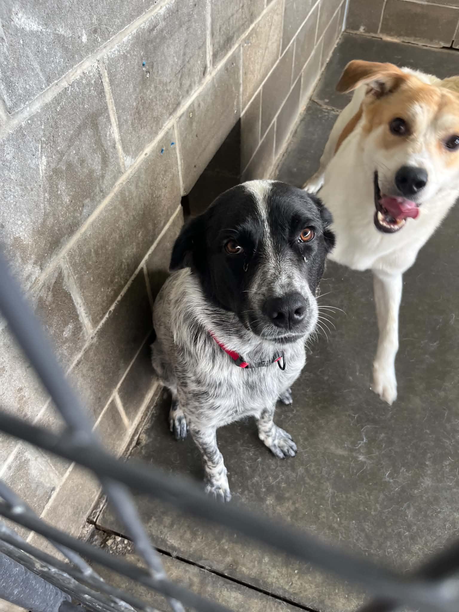 Lily, a ADOPTABLE Australian Cattle Dog / Blue Heeler in Dyer, IN image 5/5