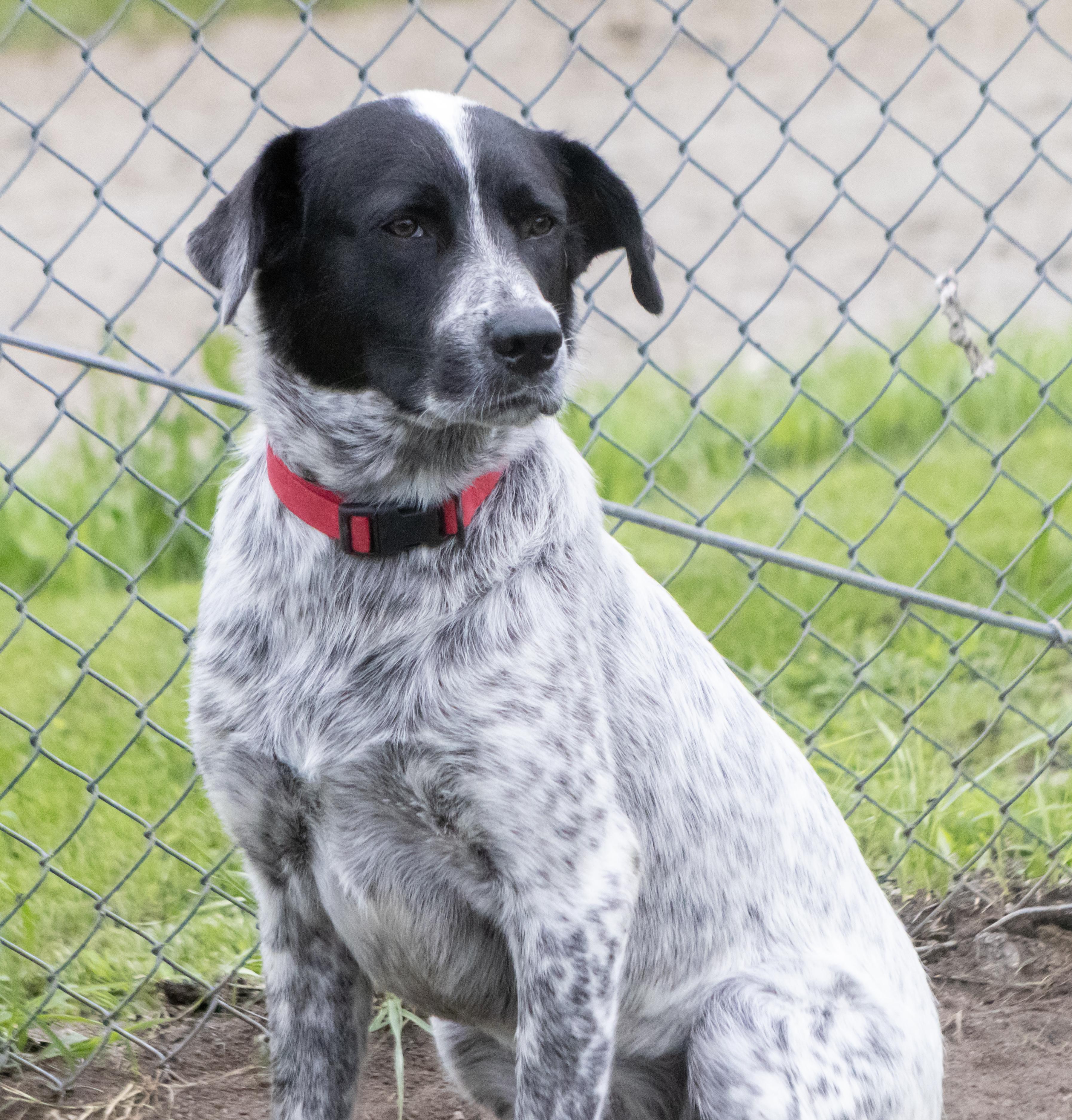 Lily, a ADOPTABLE Australian Cattle Dog / Blue Heeler in Dyer, IN image 2/5