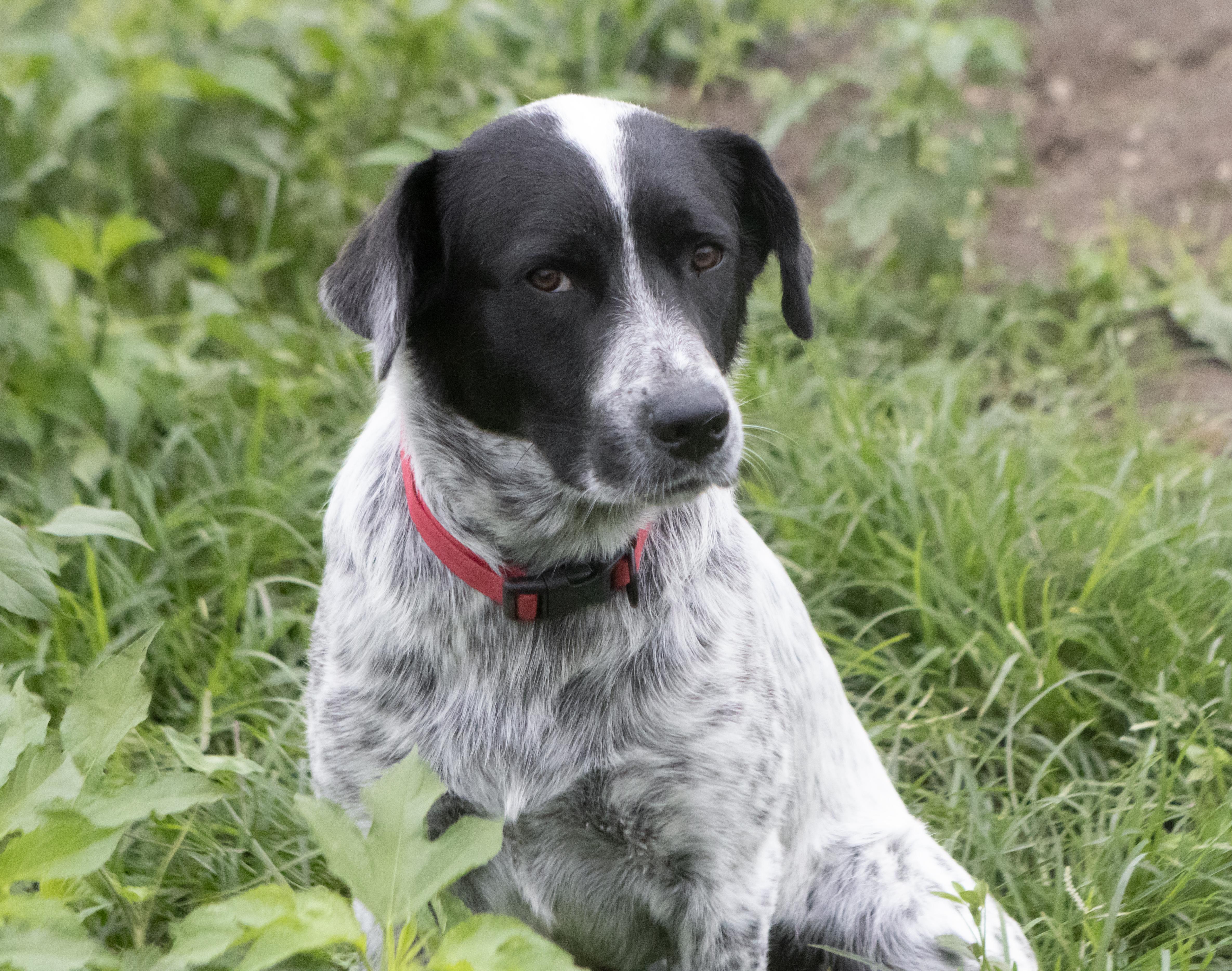 Lily, a ADOPTABLE Australian Cattle Dog / Blue Heeler in Dyer, IN image 3/5