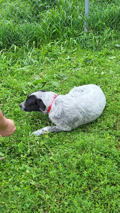 Enlarge Lily, a ADOPTABLE Australian Cattle Dog / Blue Heeler in Dyer, IN video 4/5