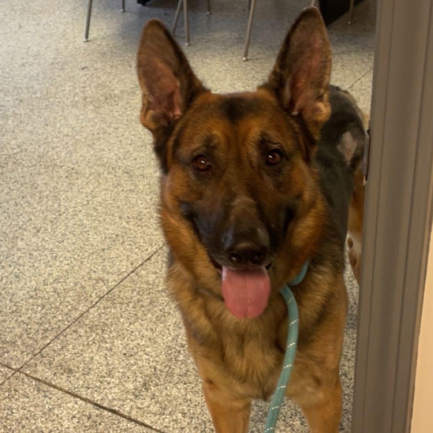 Sawyer, a Adopted German Shepherd Dog in Blue Springs, MO image 3/3