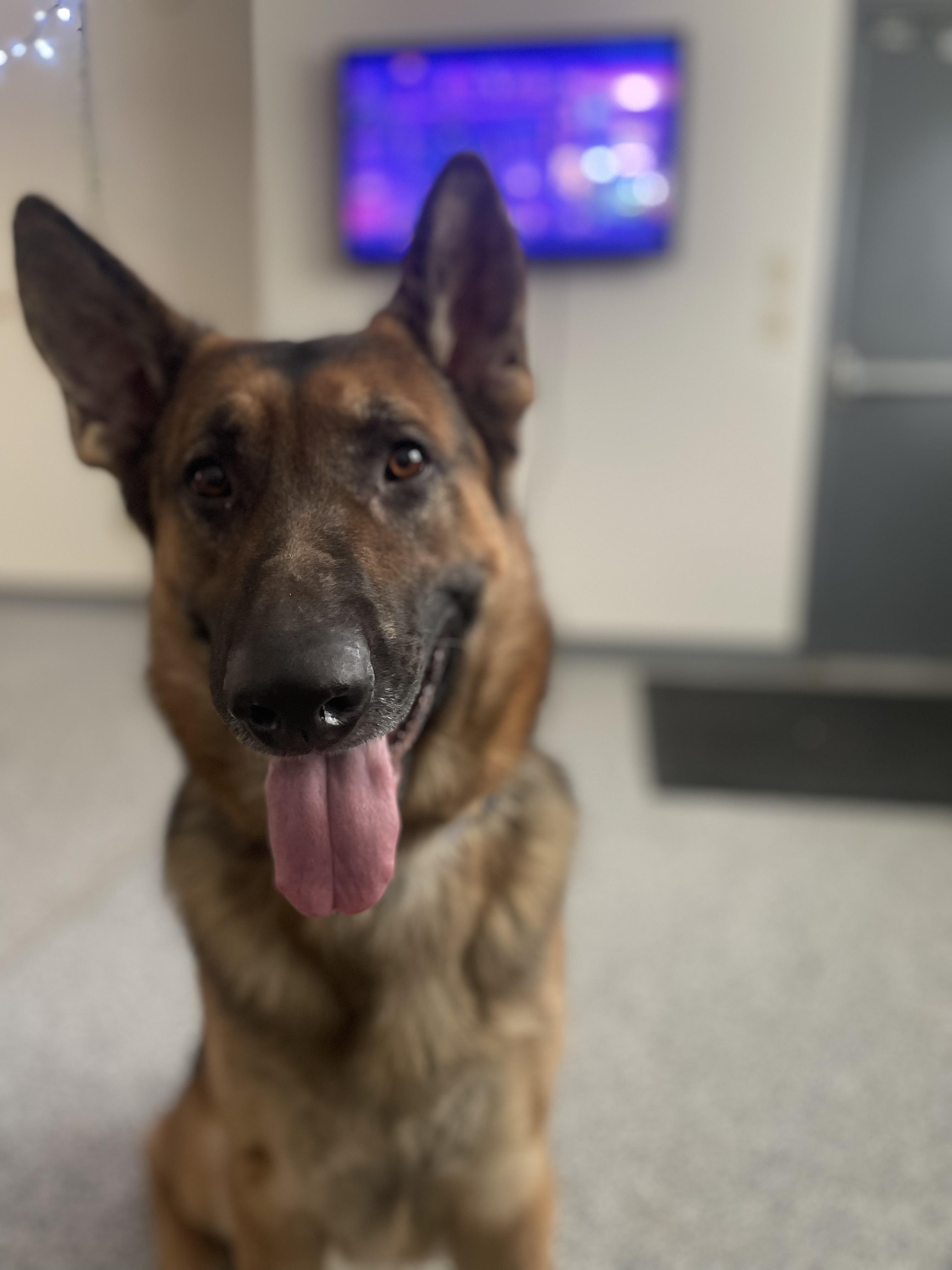 Sawyer, Adopted, Adult Male German Shepherd Dog.