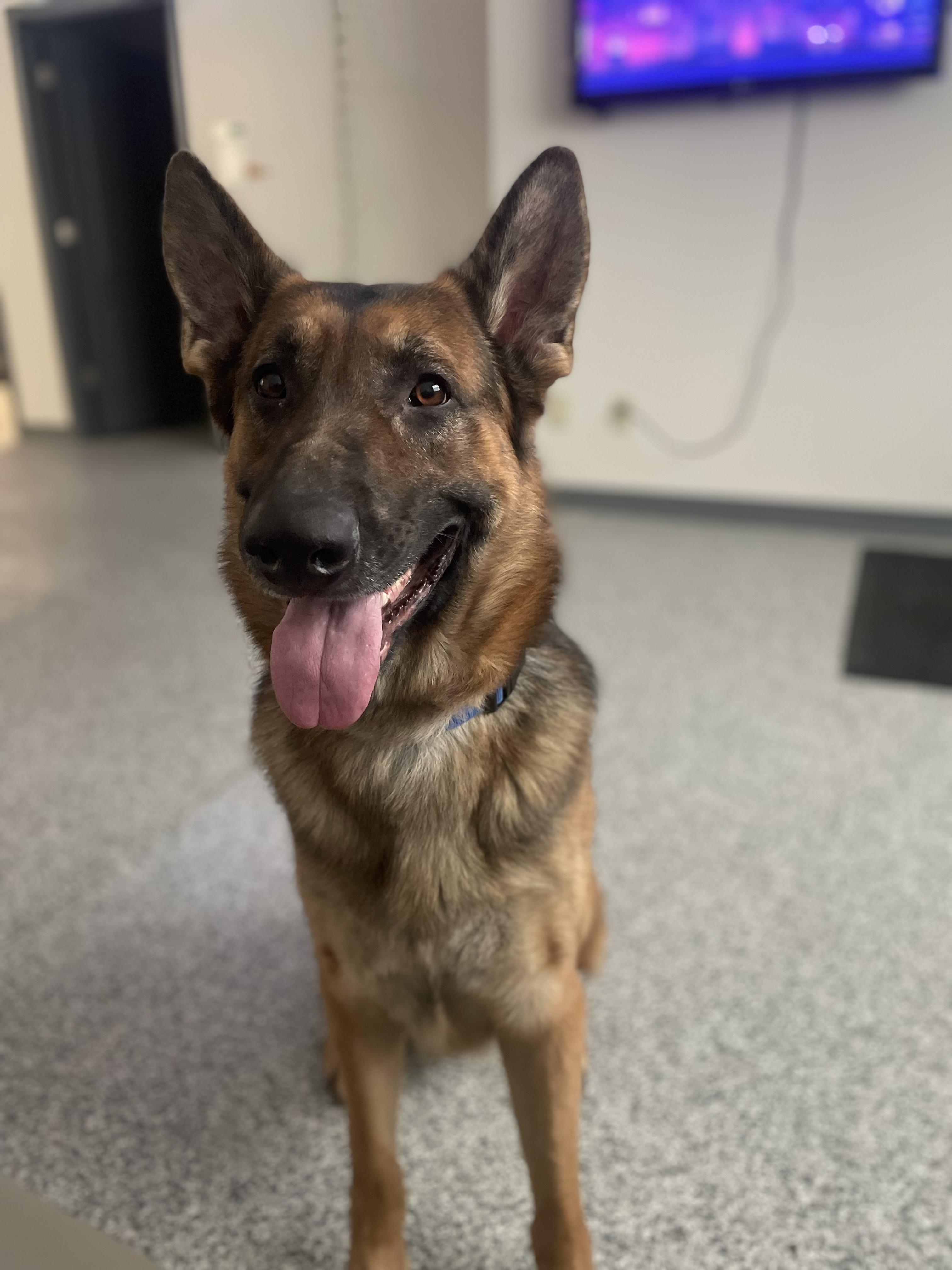 Sawyer, a Adopted German Shepherd Dog in Blue Springs, MO image 2/3