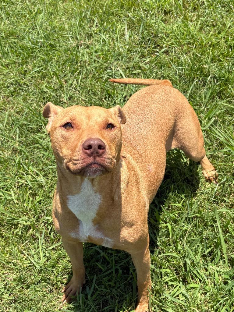 Cutie, a Adoptable Mixed Breed in Bossier City, LA image 1/4