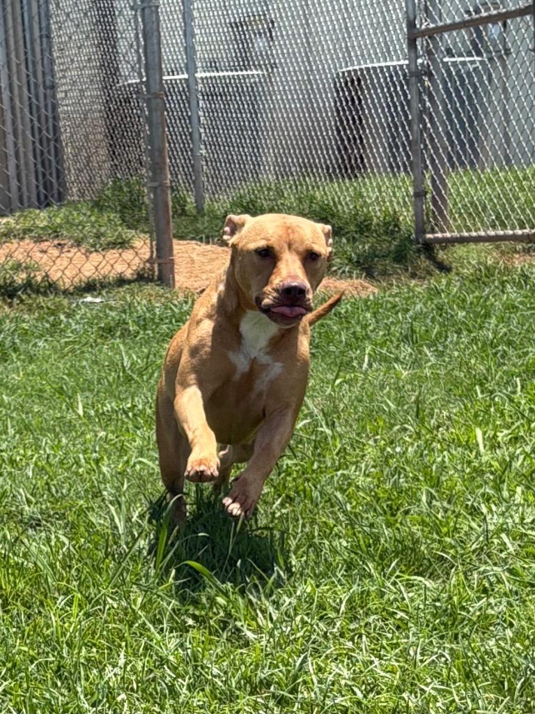 Cutie, a Adoptable Mixed Breed in Bossier City, LA image 2/4