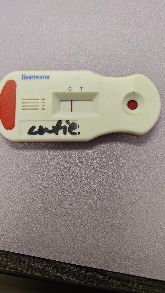 Cutie, a Adoptable Mixed Breed in Bossier City, LA image 3/4