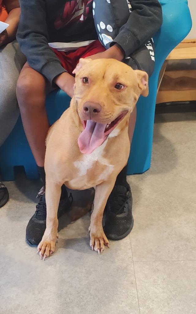 Cutie, a Adoptable Mixed Breed in Bossier City, LA image 4/4